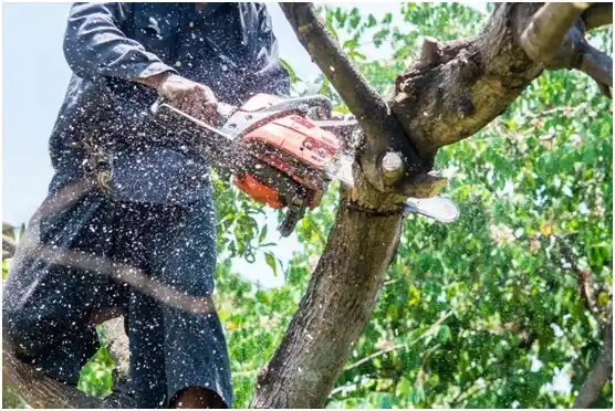 tree services North Sioux City